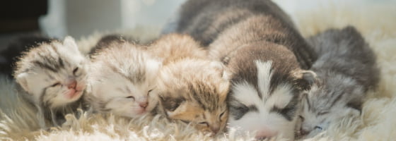 ペットIT事業 Pet Supplies Business